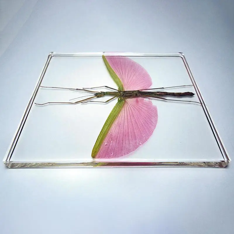 Stick Inseto Marmessoidea rosea A1/A-