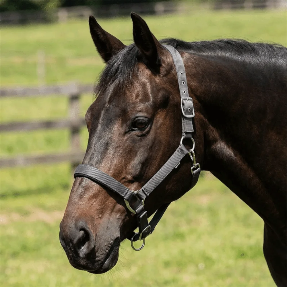 Universal Fit Adjustable Horse Halter Nylon Durable Equestrian Bridle Easy To Wear Wear Resistant Horse Training Rope Farm