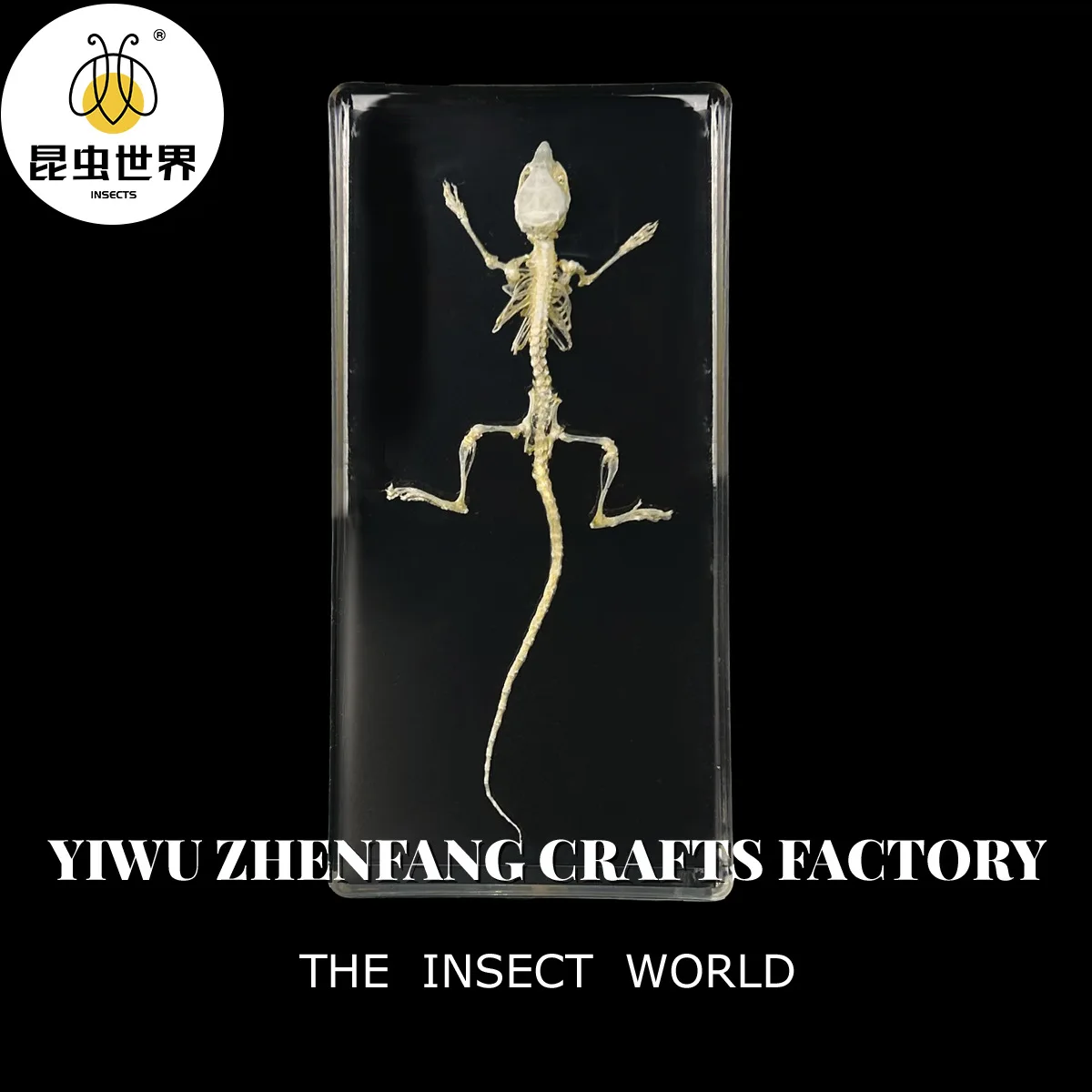 Real Snake Skeleton Skull Animal Specimens,snake, Rabbit, Bird, Turtle,frog,lizard,skull Specimen Ornament