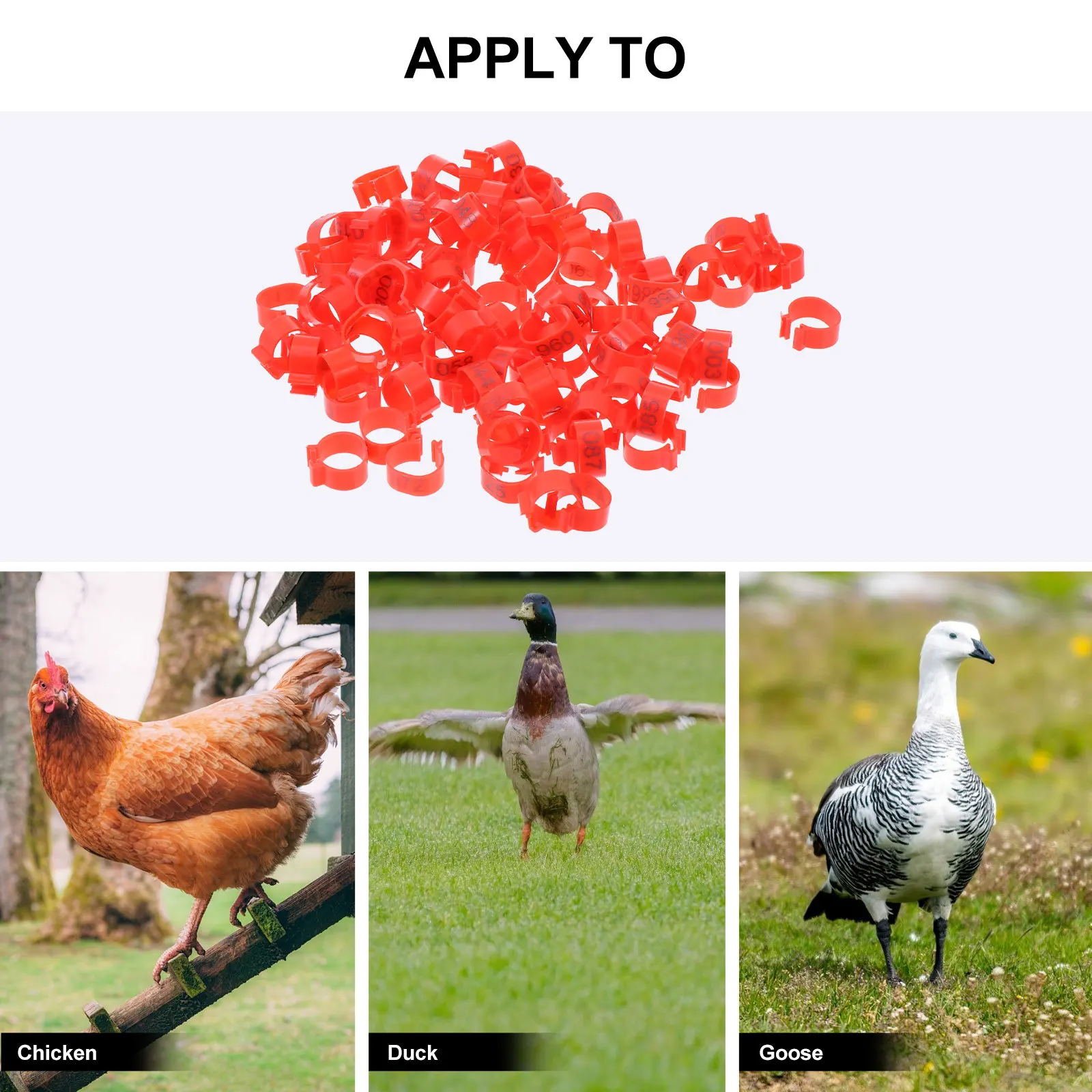 

100Pcs Poultry Leg Rings Durable Engraved Number Identification Easy Use Plastic Chick Foot Band for Breeding Management