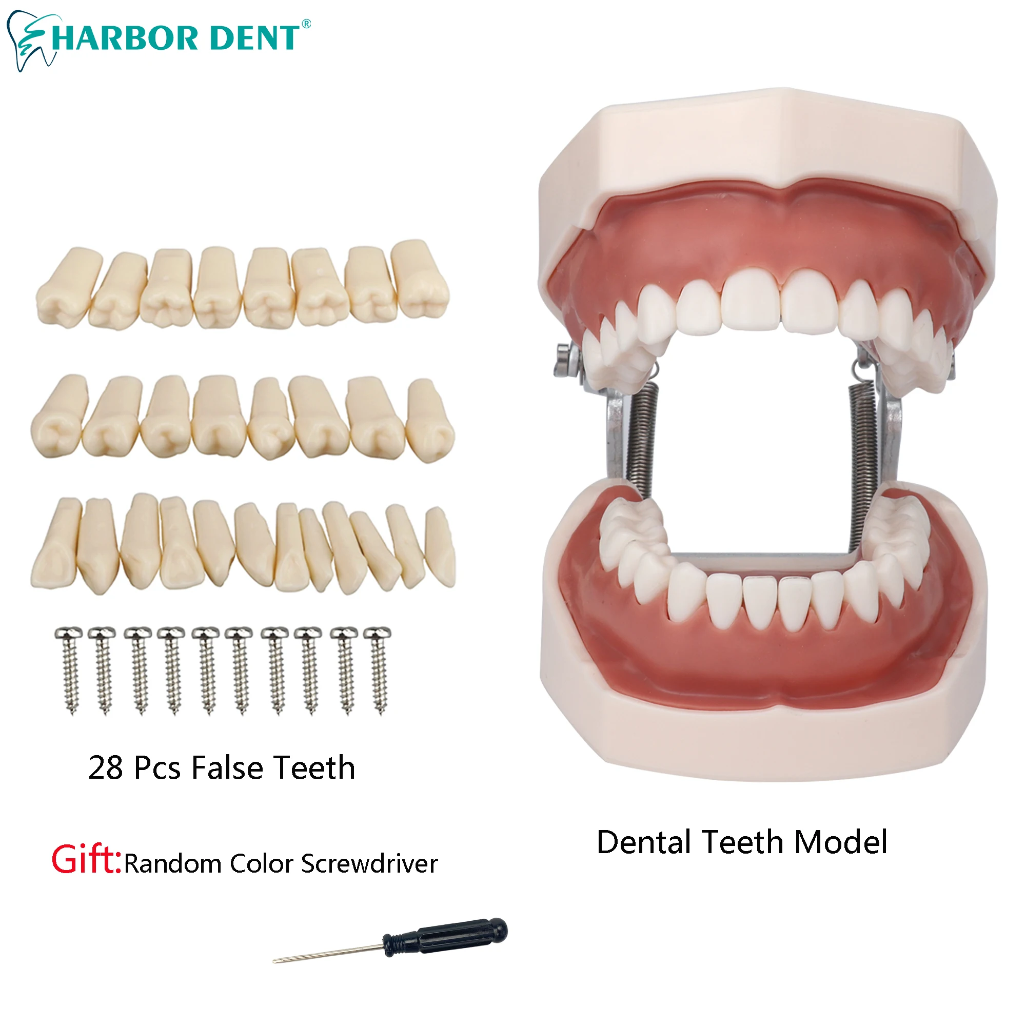 Dental Teeth Model Gum Teeth Jaw Model Dentist Teaching Model Standard Demonstration Removable Toot  With Free Screwdriver