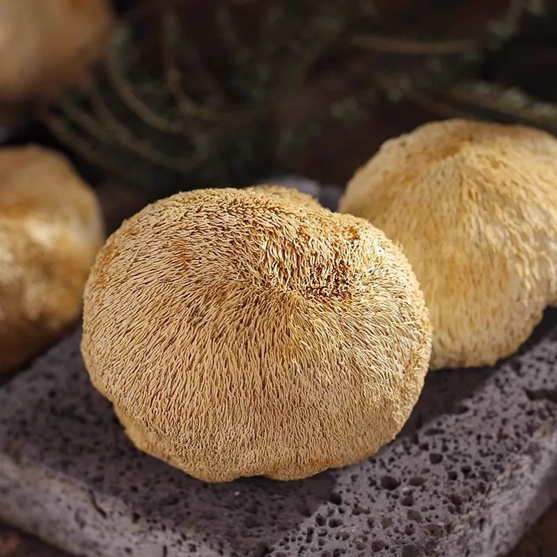 Рисунок 3 - Натуральный гриб с головой обезьяны Changbai Mountain