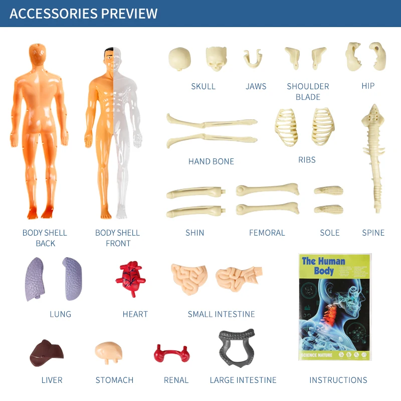 3D Human Body Model People Action Figure Torso Anatomy Interactive Scientific Kit Removable Structural Organs Skeleton