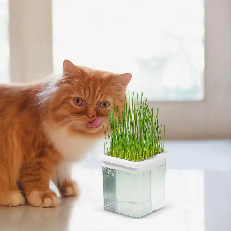 Hydroponic Cat Grass Planter Soilless Culture Cat Grass Growing Kit Catnip Grass Kit Soilless Culture Growing Set Seedling &