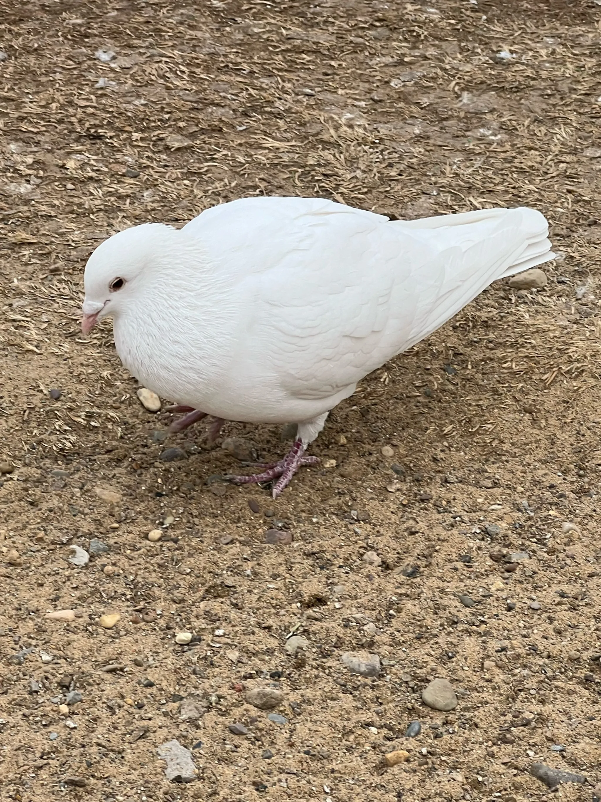 НОВЫЙ аккумулятор 14,8 В 12800 мАч для Roborock S5max S50 S51 S52 S53 S55 S7 S8 T60 T61 T65 T4 T6 T7 T8 G10 P50 P51 P55 для подметального робота