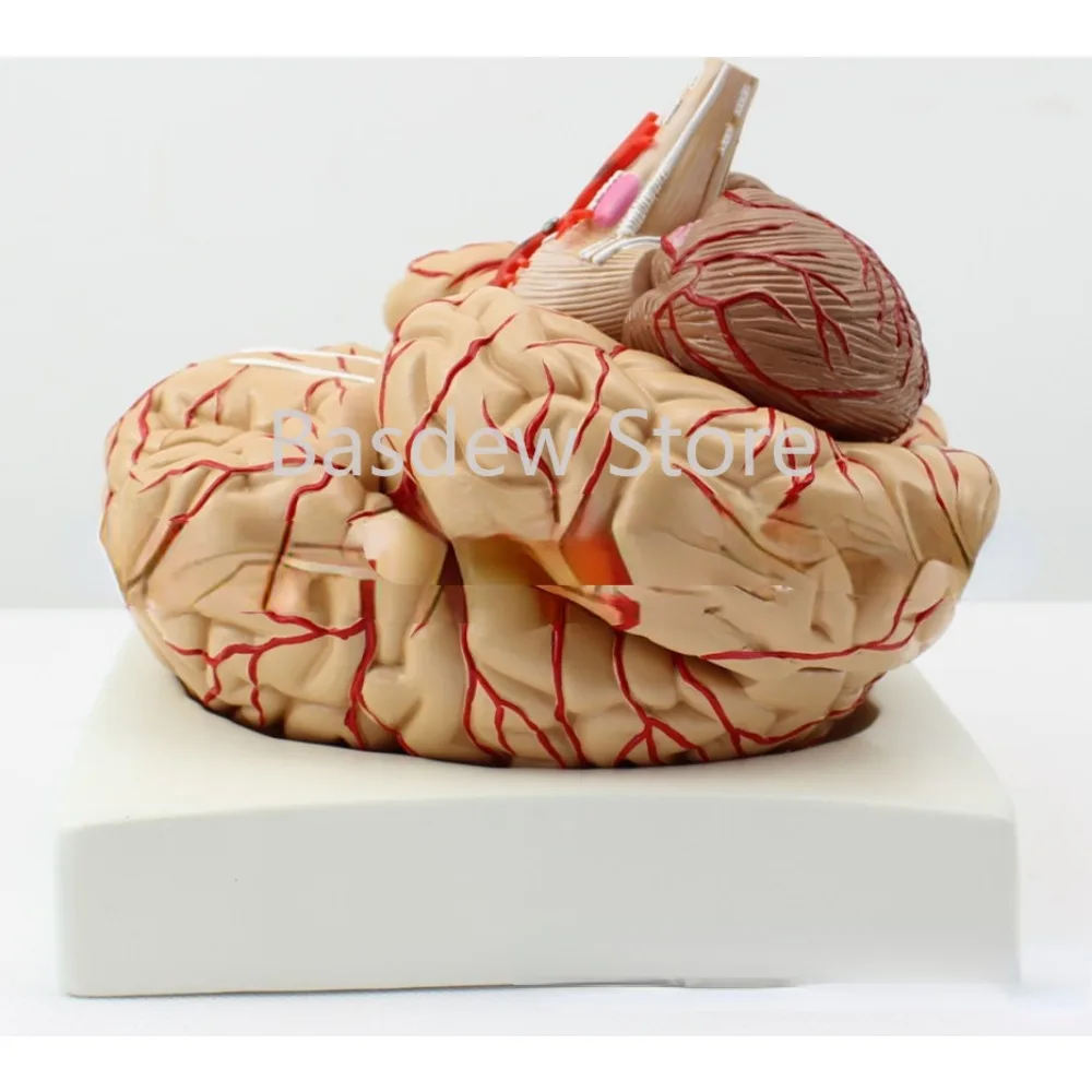 Human Brain Model Cerebrovascular Model Brain Anatomy Medical Teaching Model