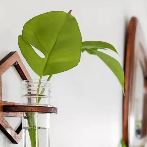 Plant Wall Vase Wooden Stand Hydroponic Plant Container Display Shelf Transparent Plant Hedge Garden Bedroom Home Decoration