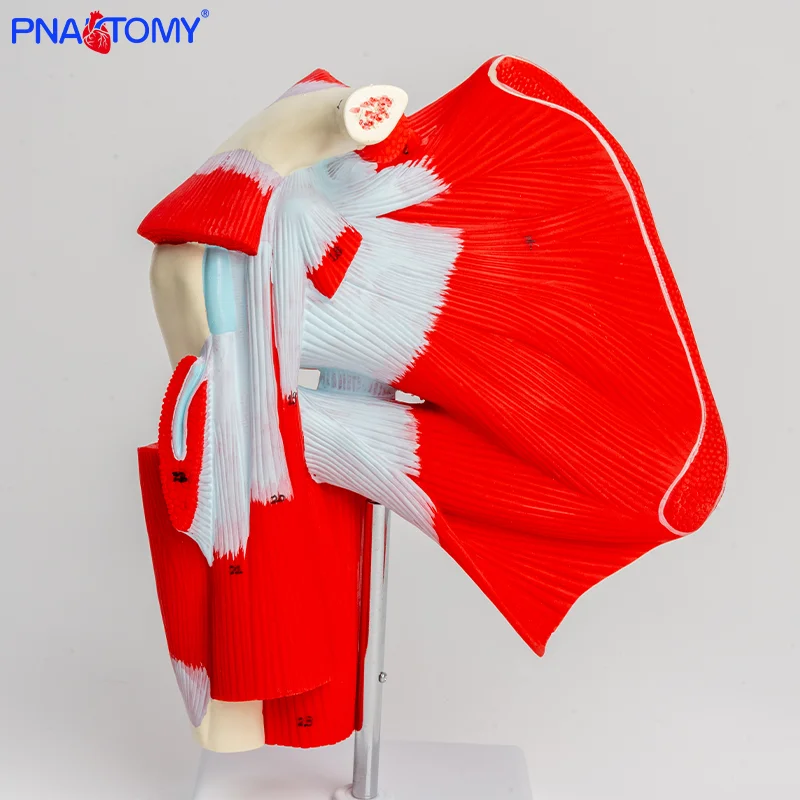 

Anatomical Model of Shoulder Joint Muscles Demonstrating Deep Muscle Movement Rehabilitation for Upper Limb Teaching