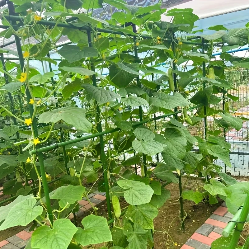 

recent utdoor Plant Climbing Trellis Kit Rustproof Grow Support Frame for Garden Vegetable Tomato Cucumber Grape xs63