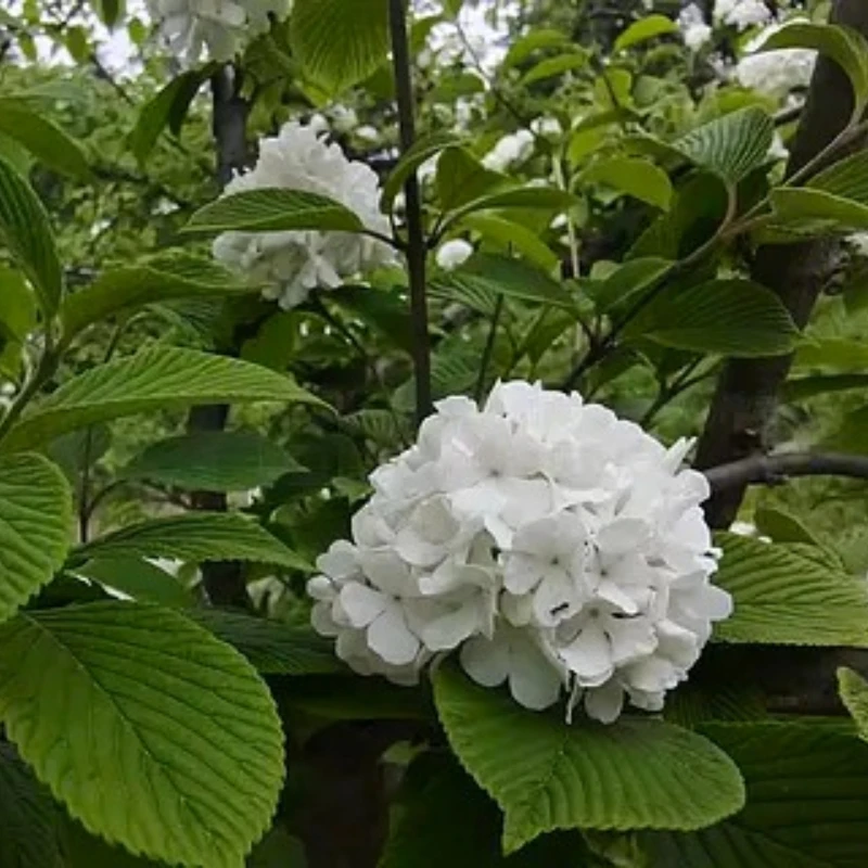 

GEPRC EM3110 3110 900KV мотор 6S LiPo для 8-10 дюймов FPV фристайл дронов дальнего действия DIY Запчасти