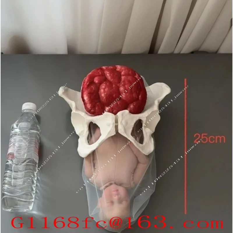 Female Pelvic Delivery Model and Delivery Teaching Demonstration