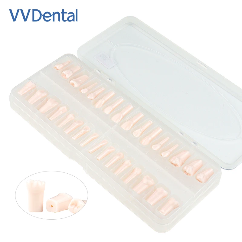 32 pz/set Dentale Endodonzia Denti Modello Bocca Completa Canalare Pratica Modello di Studio Endo Denti Blocco Formazione