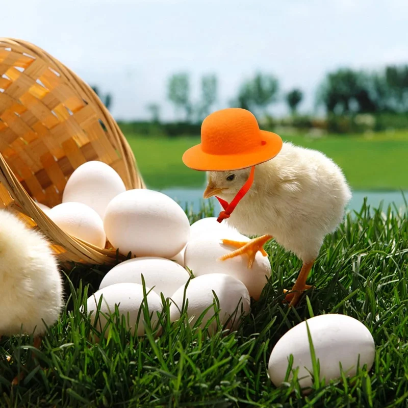 Cappello da pollo per galline Piccoli animali domestici Accessori divertenti per pollo Cappello a cilindro per gallina per gallo Anatra Pappagallo Criceto Pollame Elegante spettacolo