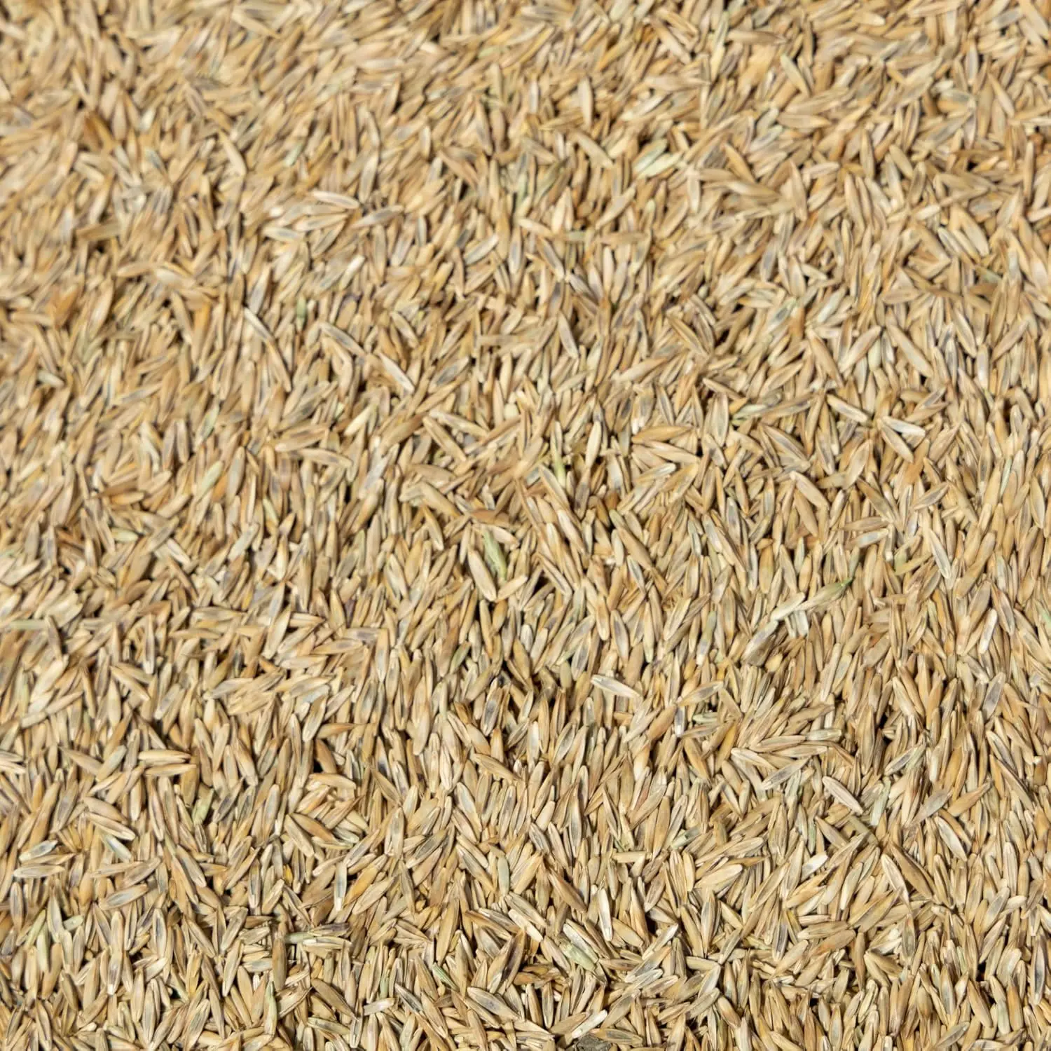 Grass Seed - Cool Season Lawn Seed (50 lb)