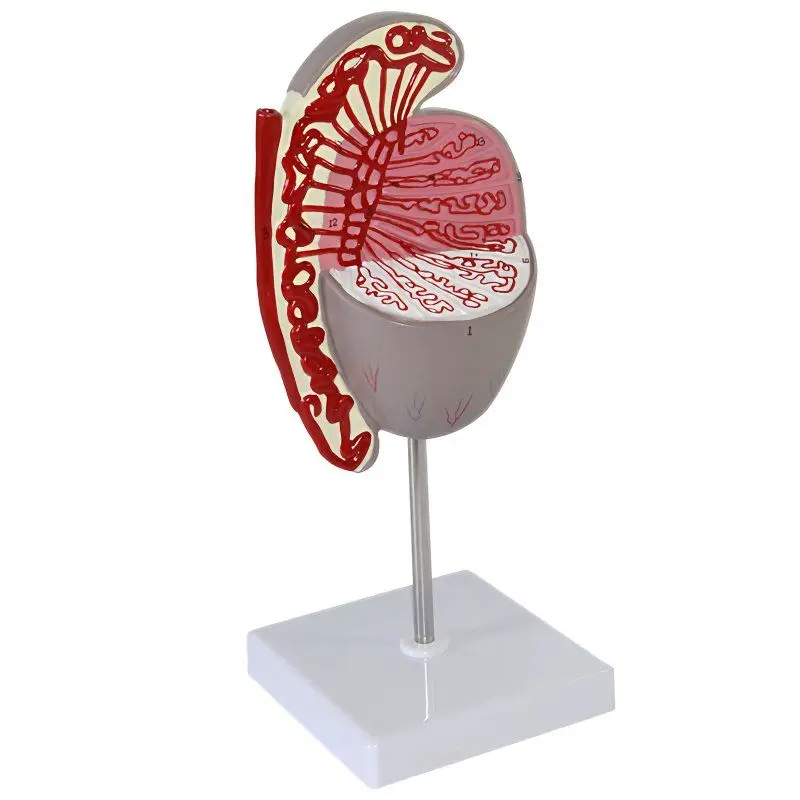 

Testicular model, reproductive urology, testicular magnification, sperm, spermatic cord, andrology, medical teaching