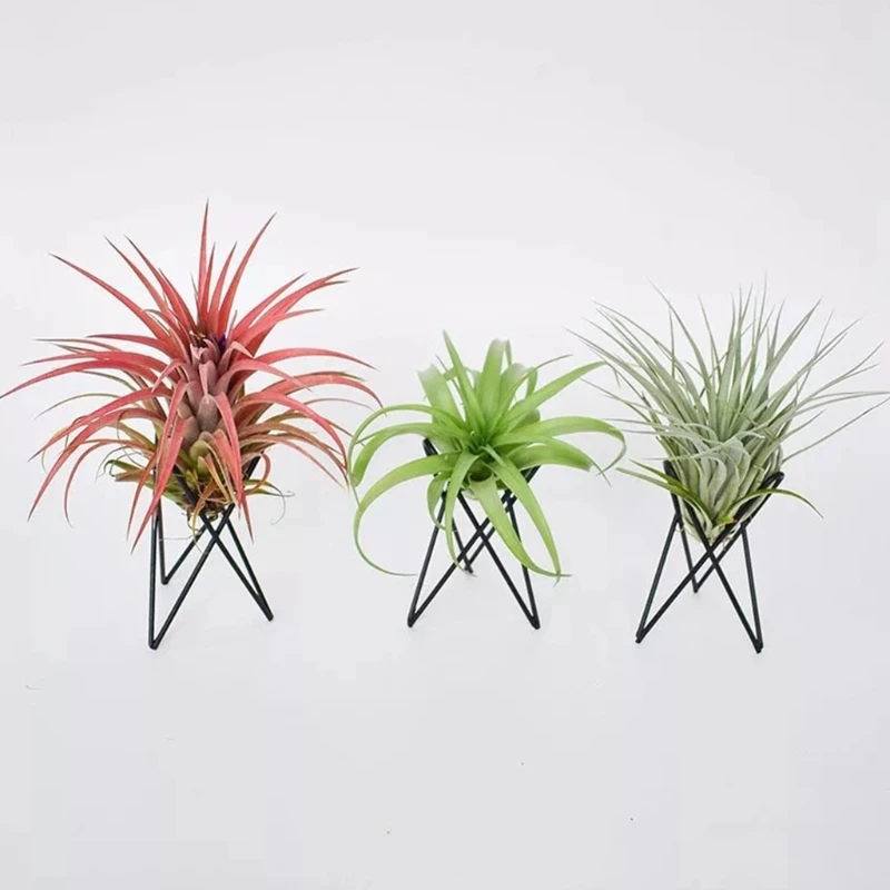 Nordic Style Air Plant Holder Metal Flower Pot Stand Geometric Iron Tillandsia Holder Art Display Home Garden Ornaments