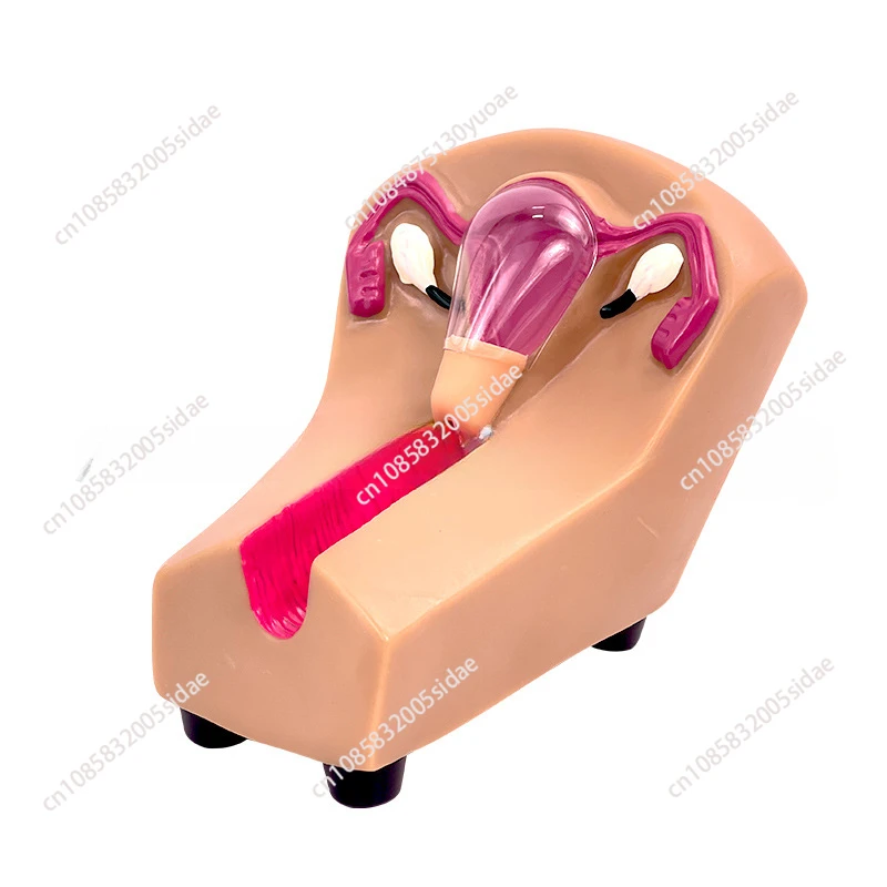 

IUD Training Simulator Female Intrauterine Contraceptive Device Model H#