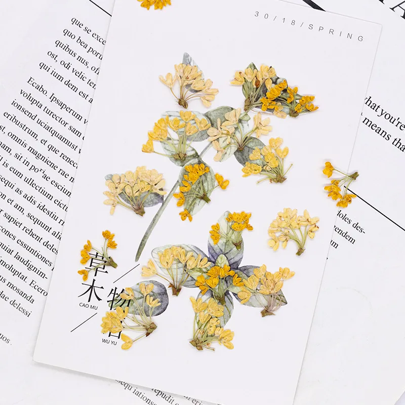 24 Stück, Natürliche Echte Gepresste Blumen, Getrocknete Pflanzen, DIY-Material für Harz, Lesezeichen, Scrapbooking, Heimdekoration, Bastelzubehör – Detail 4