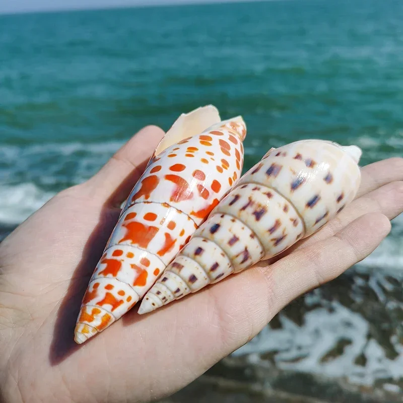 Natural Conch Shell Pen Snail Bamboo Shoots Gold Vortex Snail Fish Tank Landscaping