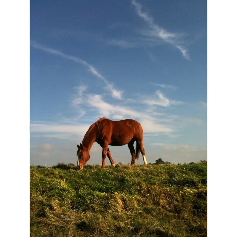 

Gemfan 2216S-3 1.6in PC 3 Blade Propeller Compatible with 1104 7200KV Motor Suitable for 2.2-inch FPV Unmanned Aerial Vehicle