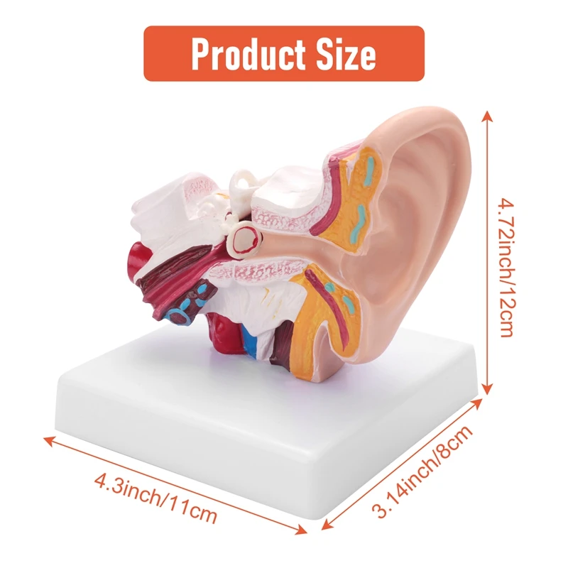 1.5 Times Human Ear Anatomy Model Showing Organs Structure Of The Central And External Ears Teaching Supplies