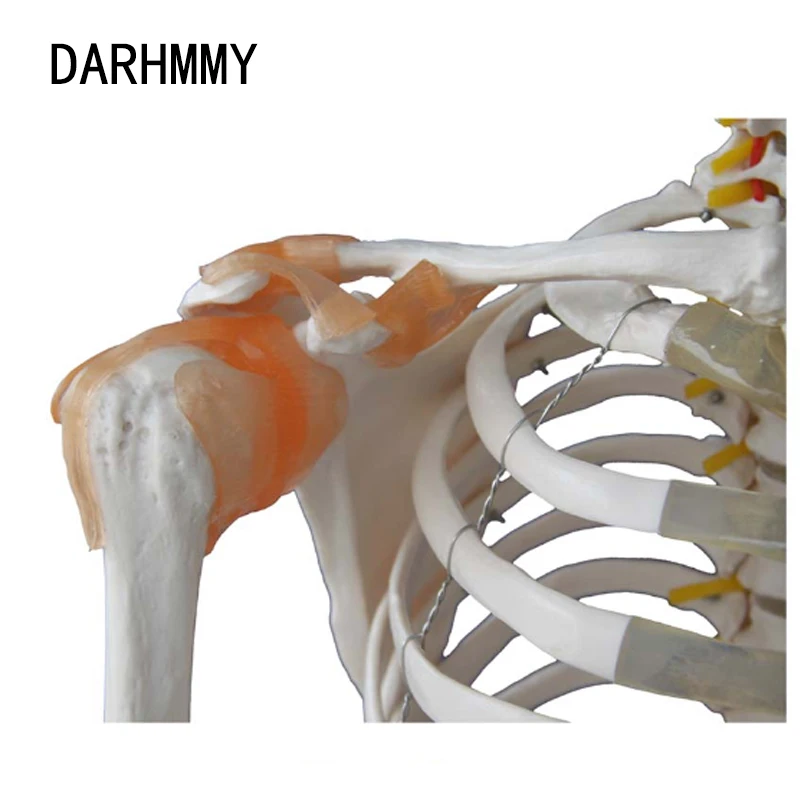 DARHMMY Human Skeleton 170cm Life Size PVC Material With Muscle Points and Ligament Educational Anatomy Model