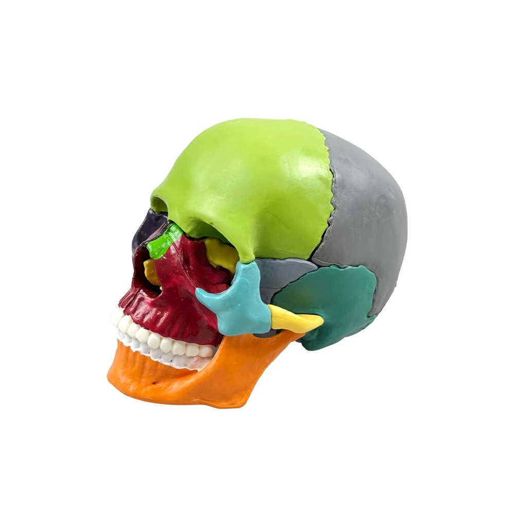 Thumbnail 4 - #9 Dental Teaching Models List of Top Picks