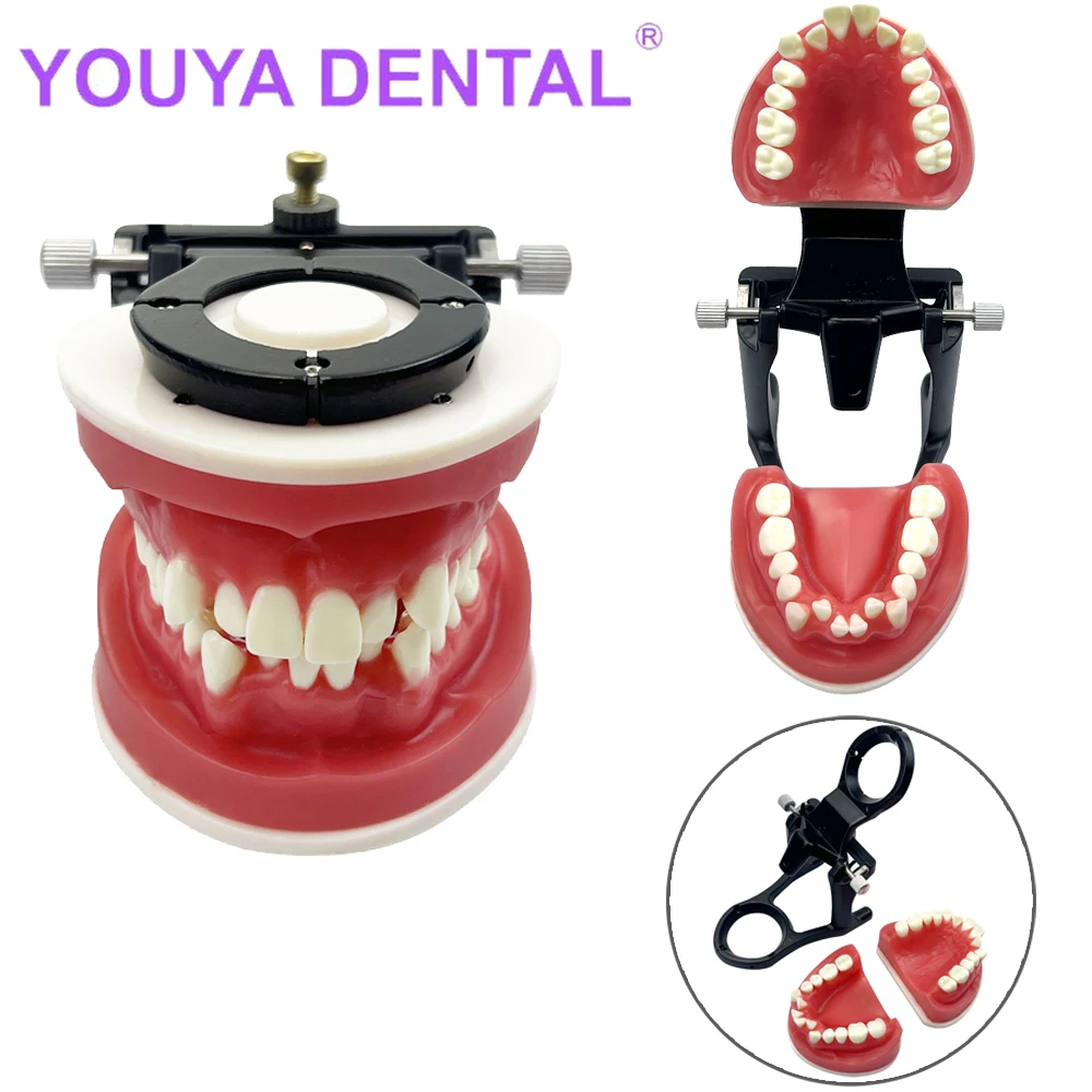 Dental Teaching Model Red Wax Gum Teeth Model Typodont Occluder Dentistry Teaching Accessories False Teeth Educational Tools