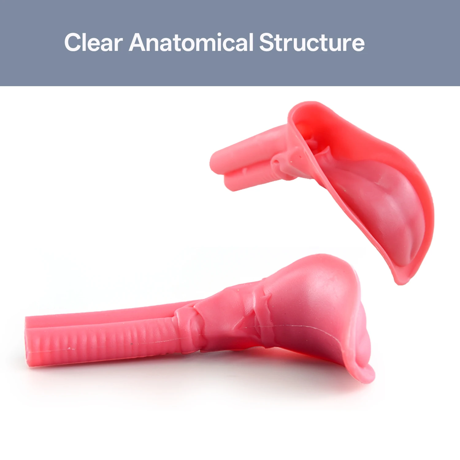 Silicone Endotracheal Intubation Human Model, Intubation Manikin Simulator, Intubation Model for Science