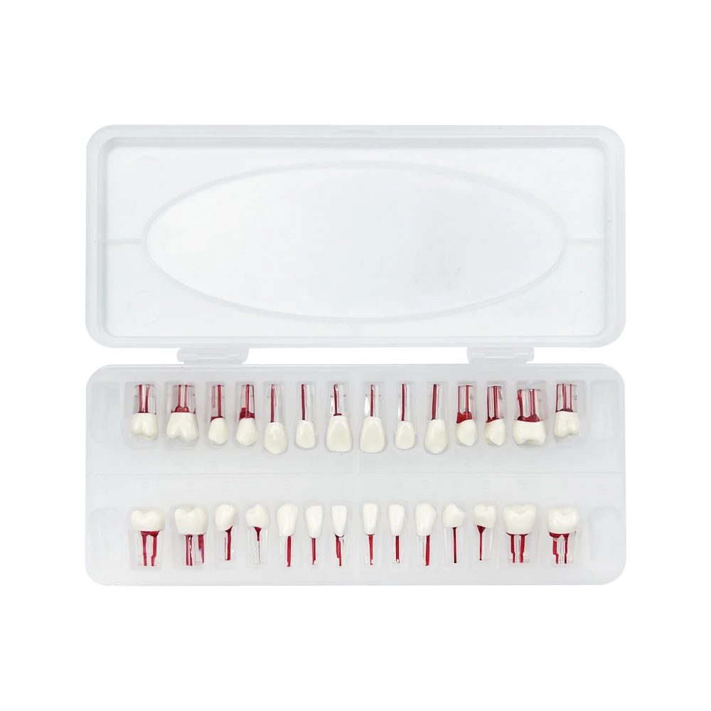 Modelos de conducto radicular de dientes dentales, bloque RCT de endodoncia, modelo de práctica de cavidad de pulpa, modelo de estudio de cavidad de pulpa, productos de odontología