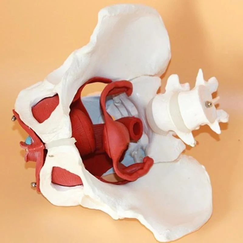 Detachable Female Pelvis Muscle Anatomy Model Medical Science Teaching Resources Drop Shipping