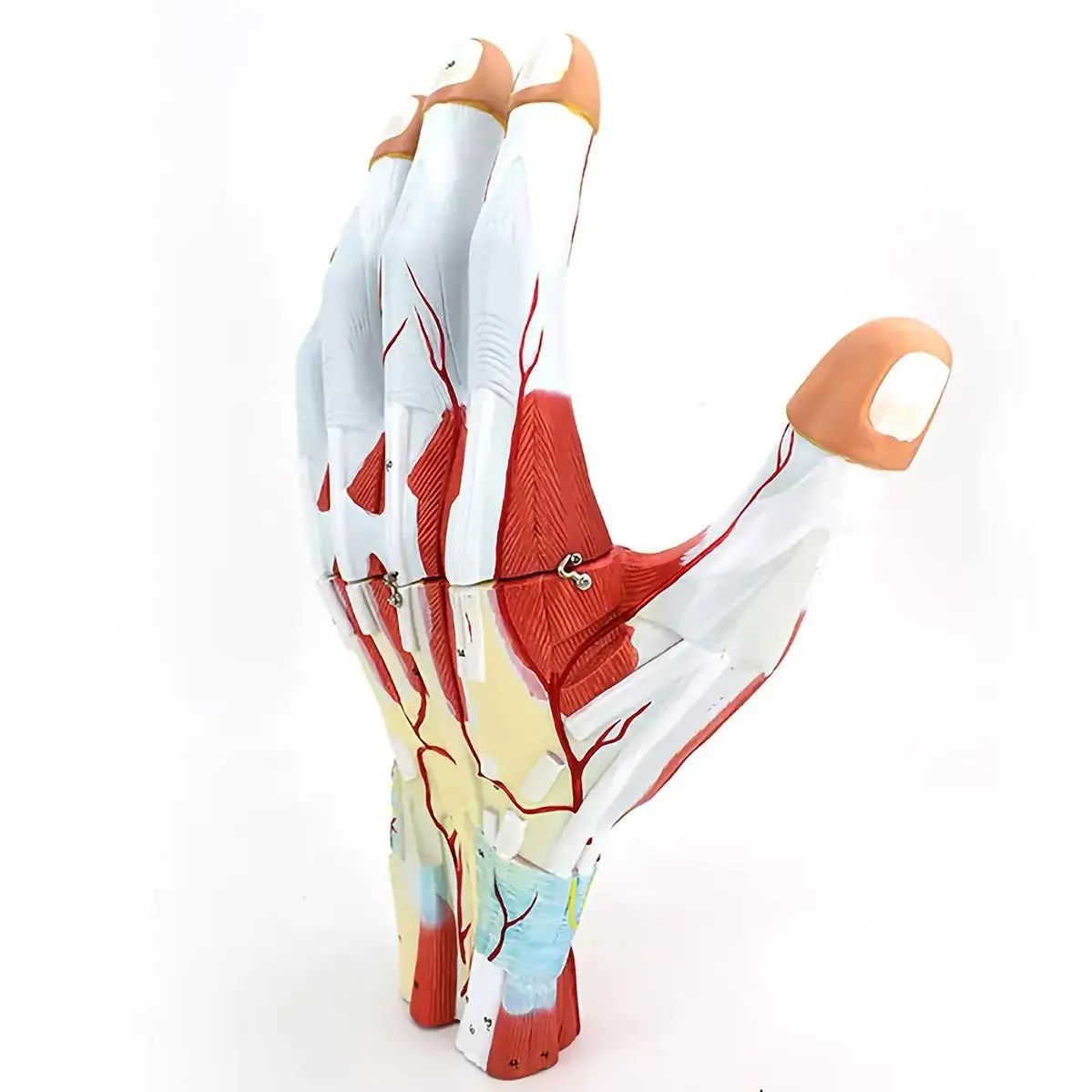 PVC 3 Parts Human Hand Anatomy Enlarged With Palmar Vascular Nerves Model Medical Anatomical Models Teaching