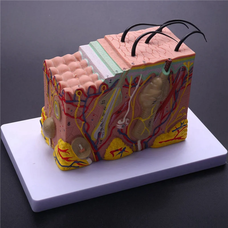 

Compact Skin Model,Skin And Hair Structure Enlarge Model Anatomical Model Anatomy For Science Classroom Study Display Teaching M