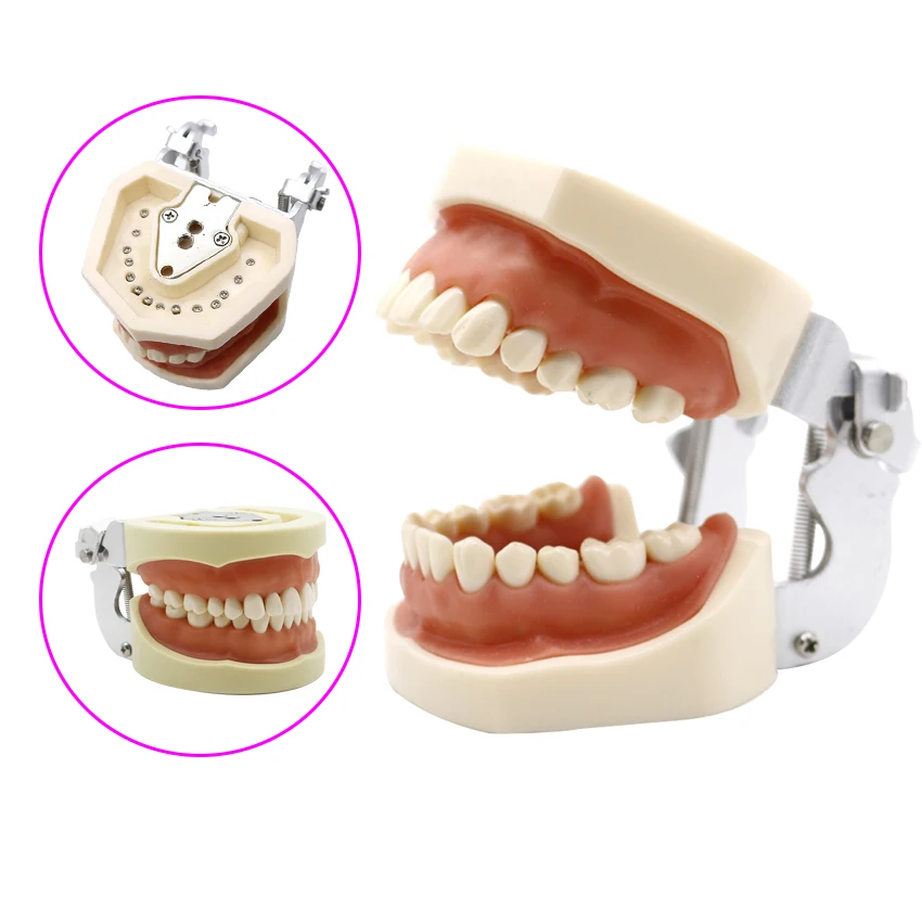 

Dental Model Teeth Model Dental Teaching Model Standard Model with 28/32pcs Screw-in Teeths Demonstration