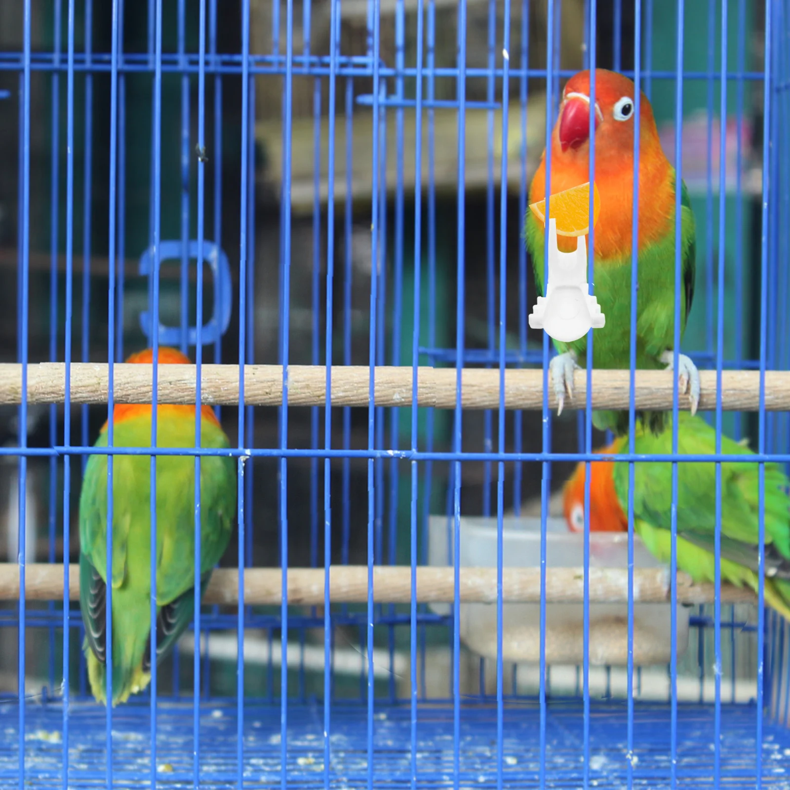 

8Pcs Parrot Fruit Feeder Fork Cage Food Holder Plastic Vegetable Feeding Tool Snack Holder Fruit Vegetable Feeding Tool