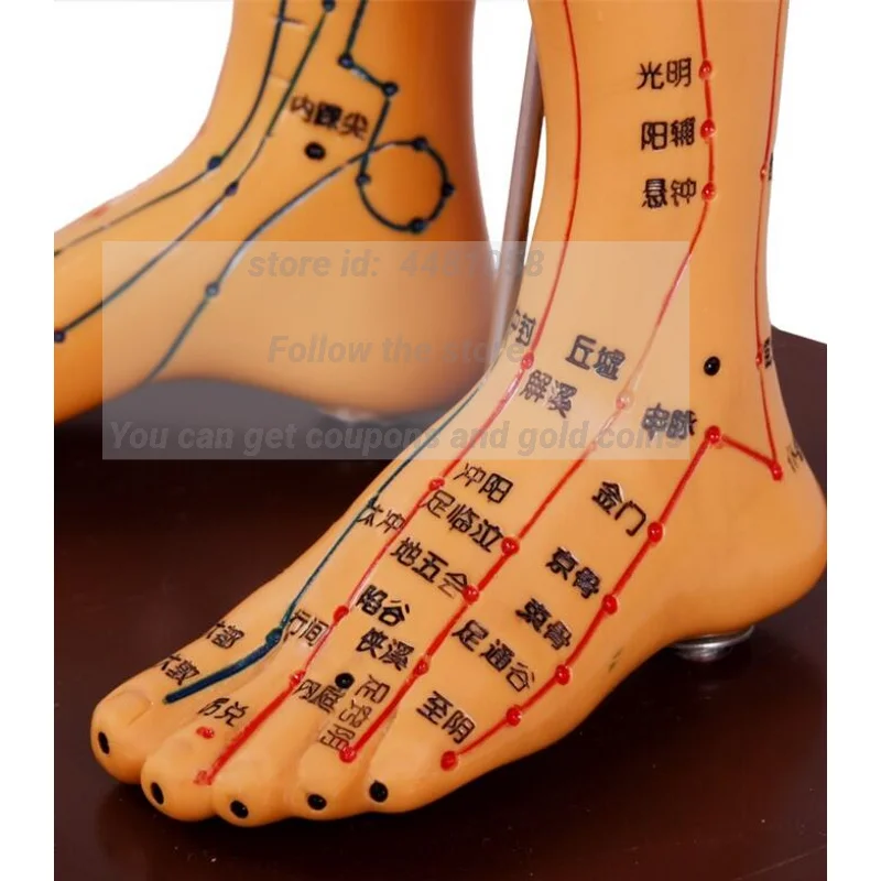 Female Lettering Point Mini Body Mannequin, Acupuncture, Medical Research, Massage, Reflex Zone Teaching Model, C518, 35cm