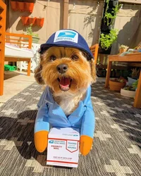 1Pc Pet Courier Costume Dress Up Standing Outfit Pet Costumes Funny Dog Cat Cosplay Clothes Role Playing Halloween Decor Clothes