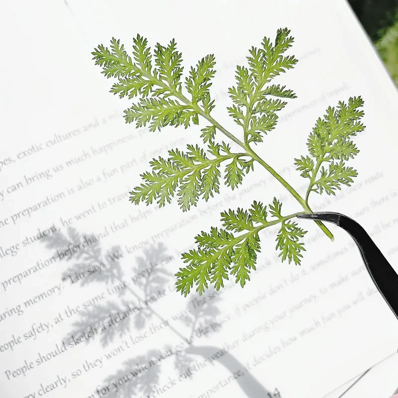 24pcs/4-6cm,Nature Pressed Artemisia annua leaf,DIY Wedding invitation Bookmark Gift Card drip glue phone case plant photo frame