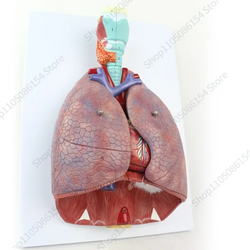 Medical Human Larynx Cardiopulmonary Anatomy Model Respiratory System Heart Model ENT Thoracic Surgery