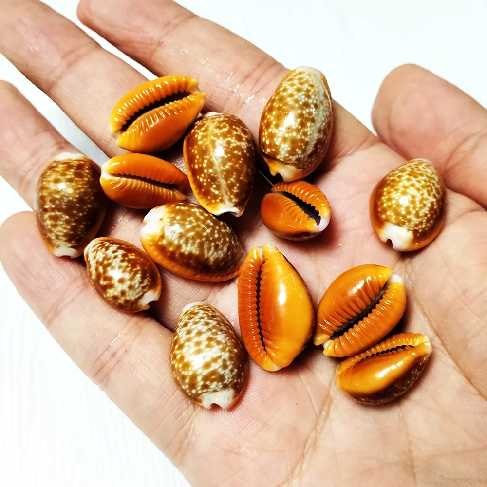 10 PCS Natural Honey Cowrie Shells Reddish Brown Cowrie Snail Erosaria Helvola Seashells Collection Vase Filler DIY Fish Tank