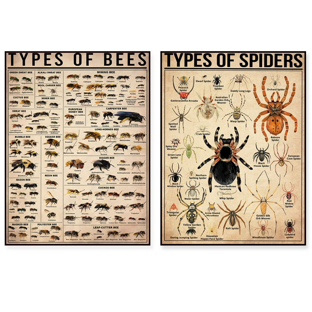 Types of spiders, types of dragonflies, types of bees vintage print, knowledge poster, knowledge art, educational wall decoratio