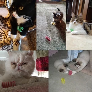 Cat-cat-toys-büyük, dayanıklı ölçü ağır hizmet tipi kedi yaylı oyuncak, renkli yay, kedi, evcil hayvan oyuncağı, bobin ve helezon yay 4/8/16/20 adet ilkbaharda en çok satılan 8 kedi-no. 8