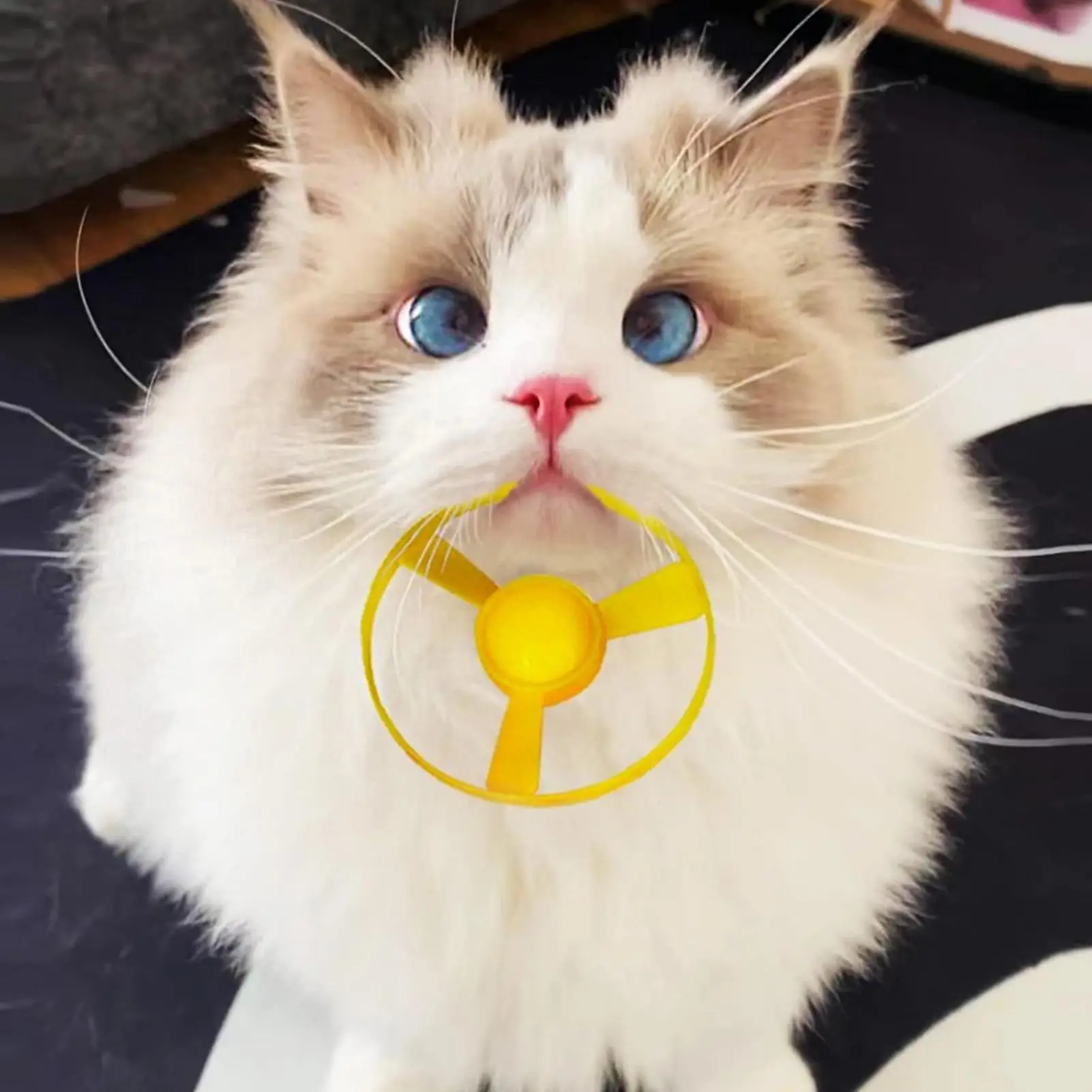 面白い猫のおもちゃ、インタラクティブな発射ペットトレーニングおもちゃ、子猫用ミニフライングディスクシューティングガン、追跡ゲーム、猫のおもちゃ、ペット用品