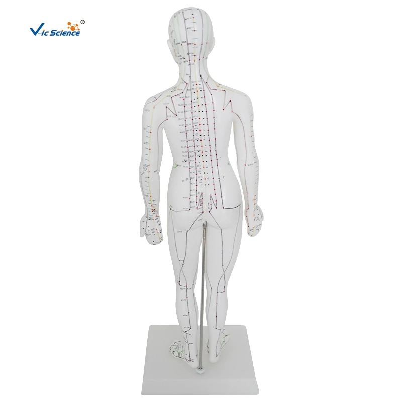 Acupuncture Model 48CM Female