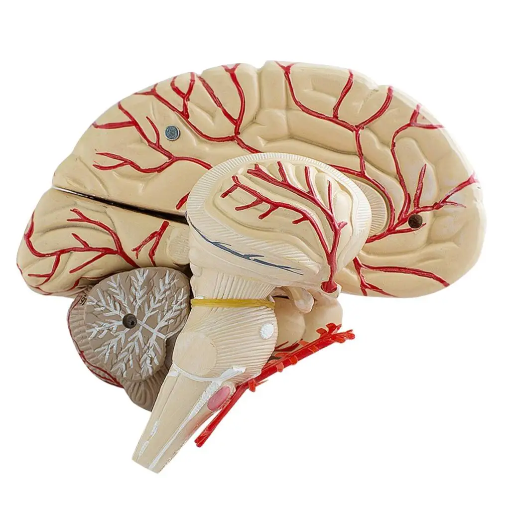 Human Anatomical Brain Dissection Organ Teach Model School Hospital