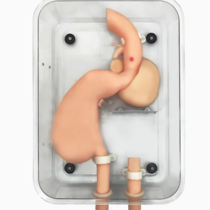High-quality Gastroduodenal Lateral Decubitus Model for Gastroscopic Surgery Training Endoscopy Model