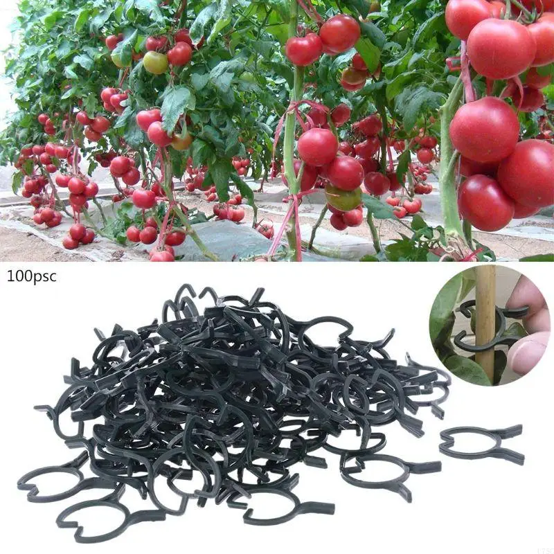 U75C Bộ 100 clip hoa lan hỗ trợ nhà máy clip lớn vật liệu nhựa Vật liệu nhựa cho vườn hỗ trợ cây nho cây nho