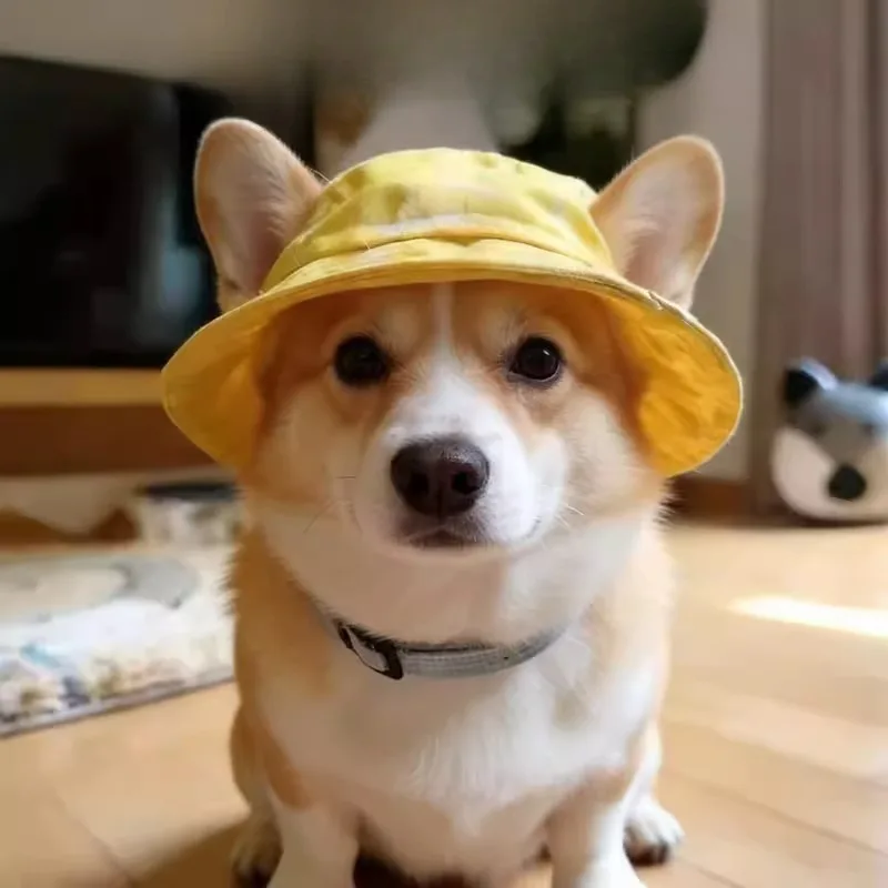 

Hollow Ear Fisherman Sunhat Small Medium Pet Anti Burn Shade Gear Soft Elastic Portable Walking Camping Lawn Cute Fashion