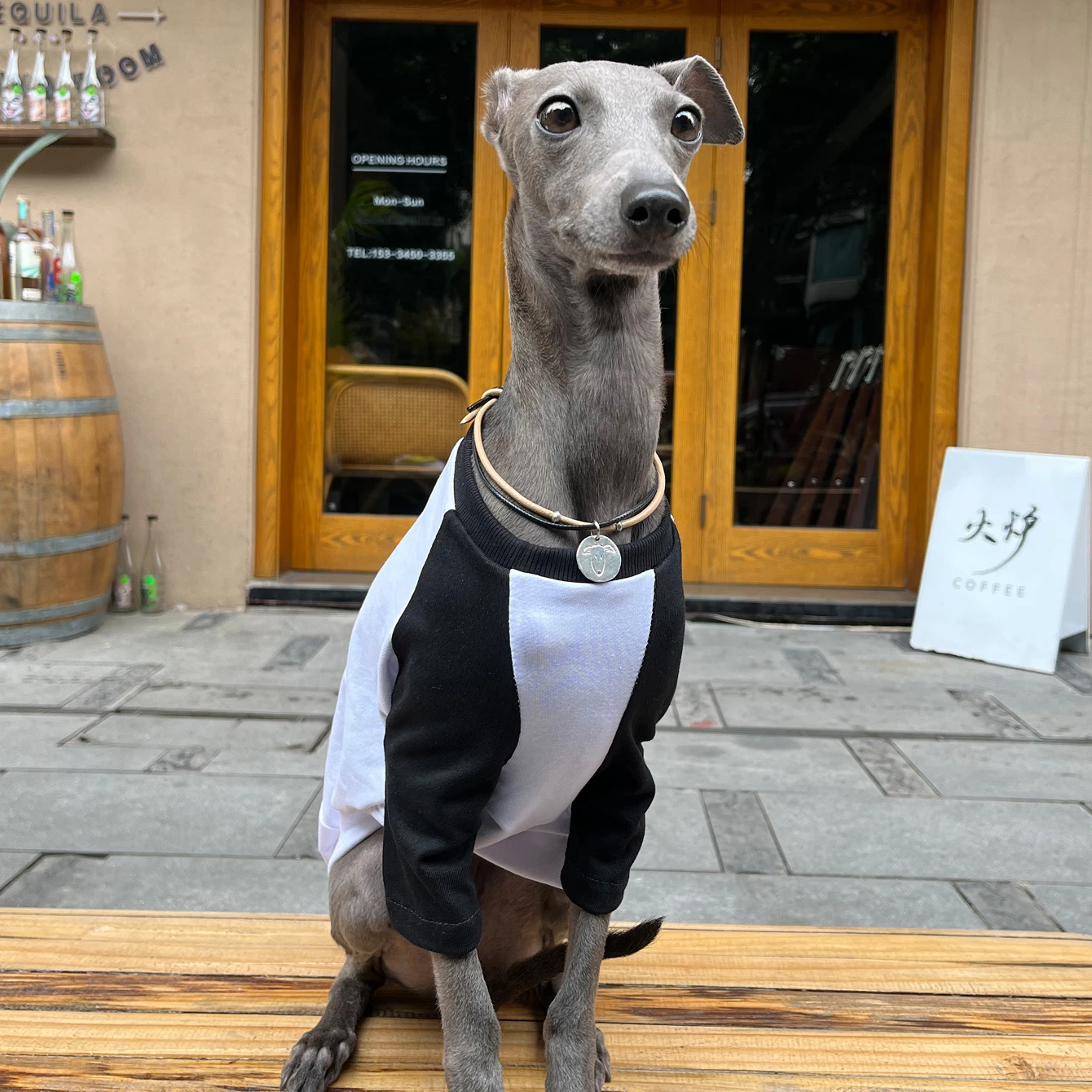 Italian Greyhound Clothes Fashionable Match Color Print Shoulder T-shirt Soft Comfortable Dog Spring Summer Two-legs Dog Clothes