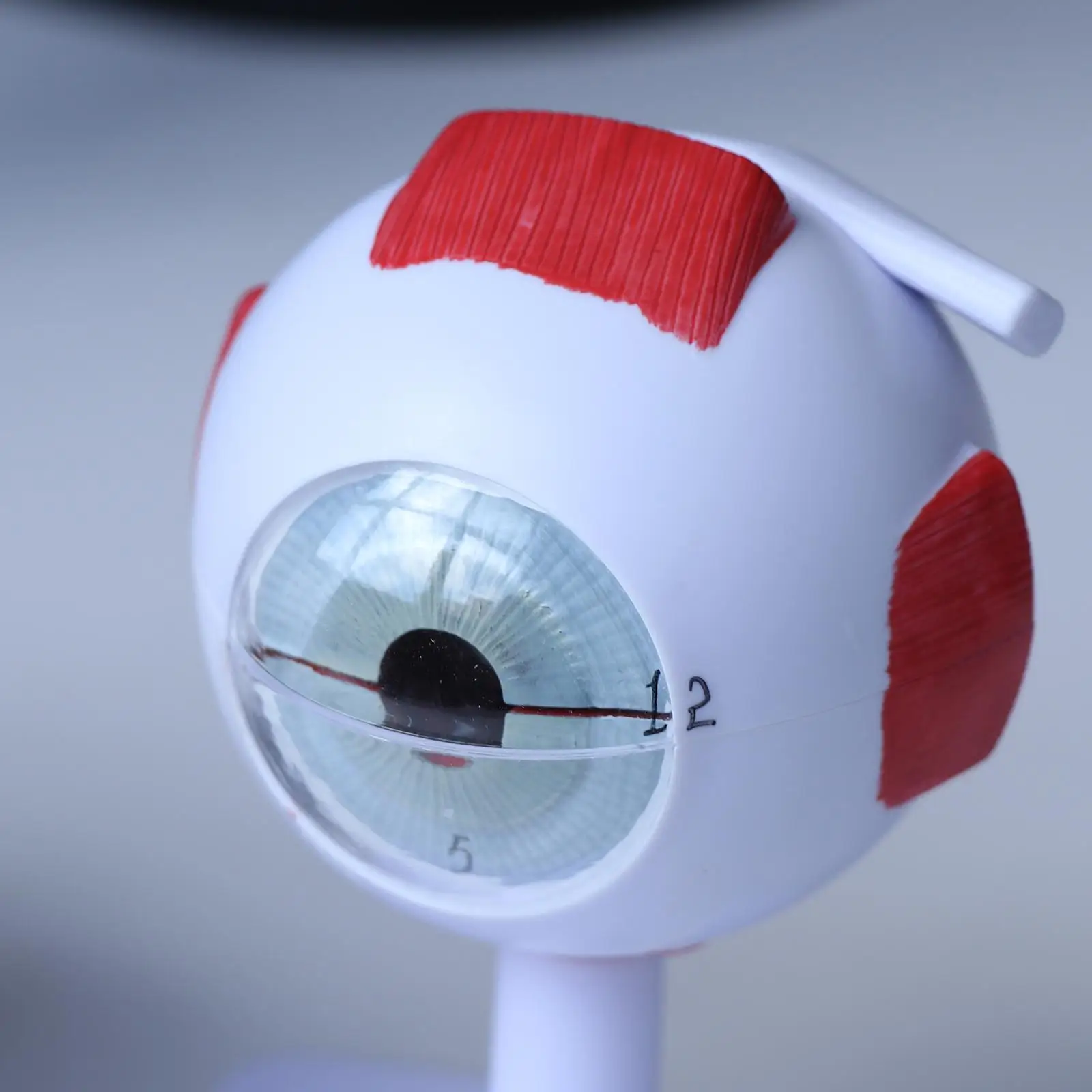 Ingrandimento 3X Kit modello occhio umano |